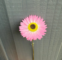 A single Acroclinium Strawflower from Bishy Barnabees Cottage Garden Ltd is attached to a vertical gray wooden wall, its pink and yellow hues contrasting beautifully with the textured background—inspiration for resin art.