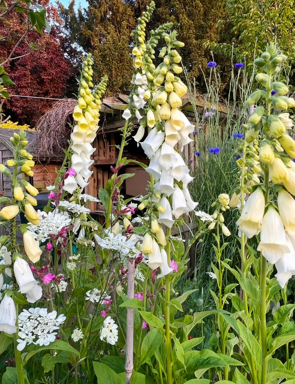 A cottage garden showcases tall white Foxglove Alba White flowers from Bishy Barnabees Cottage Garden, mingled with wildflowers. Green foliage and trees frame a rustic wooden structure partially visible in the background.
