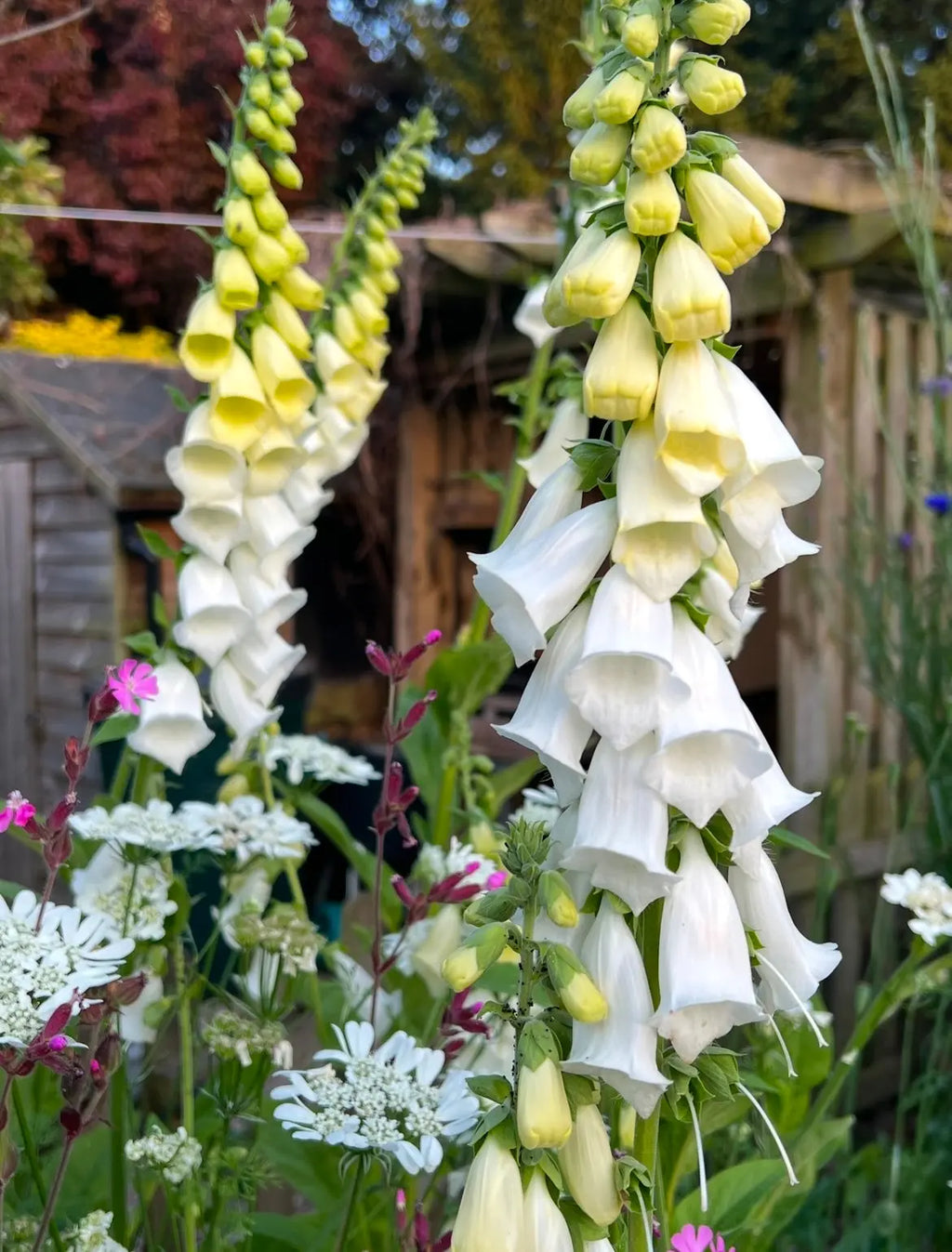 Elegant, bell-shaped Foxglove Alba White flowers from Bishy Barnabees Cottage Garden rise among wildflowers in a quaint garden scene with a wooden shed—ideal for growing from Foxglove Alba White seeds.