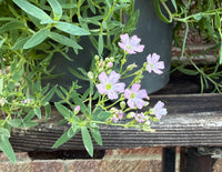 Gypsophila Rosea