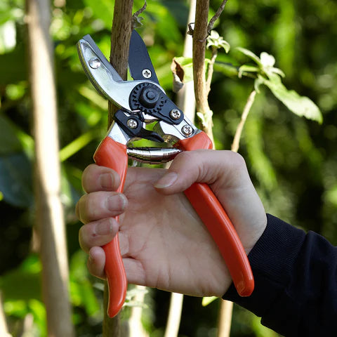 Burgon & Ball RHS Anvil Secateurs