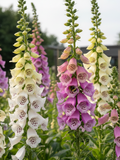 Foxglove Excelsior Mix