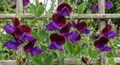 Sweet Pea Purple Pimpernell – purple and burgundy flowers climbing a wooden trellis