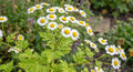 Feverfew (Tanacetum parthenium) – small white daisy flowers with yellow centres