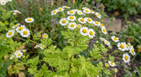 Feverfew by Bishy Barnabees Cottage Garden Ltd features small white daisy-like flowers with yellow centers and green, serrated leaves, ideal for outdoor cottage gardens and often started from seed as a medicinal herb.