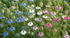 Field of colourful flowers including blue, white, and pink blossoms.