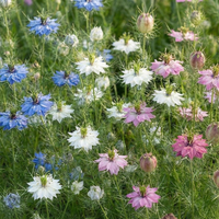 Create a vibrant garden bed with Bishy Barnabees Cottage Garden Ltd's Nigella Persian Jewels Mixed (love-in-a-mist): delicate feathery foliage and blue, white, and pink blooms with green seed pods—ideal for dried flower arrangements.