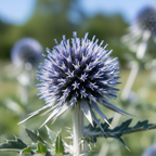 A close-up of Bishy Barnabees Cottage Garden's Echinops ritro Metallic Blue, a bee-friendly plant with spiky, spherical blue-purple blooms and green spiny leaves against a blurred outdoor background.