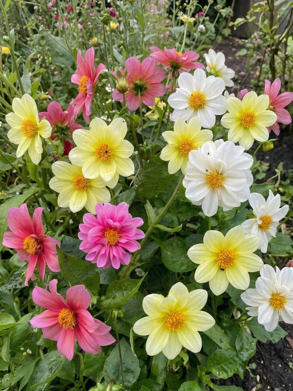 Dahlia Early Bird Mix – pink, yellow and white single flowers with yellow centres