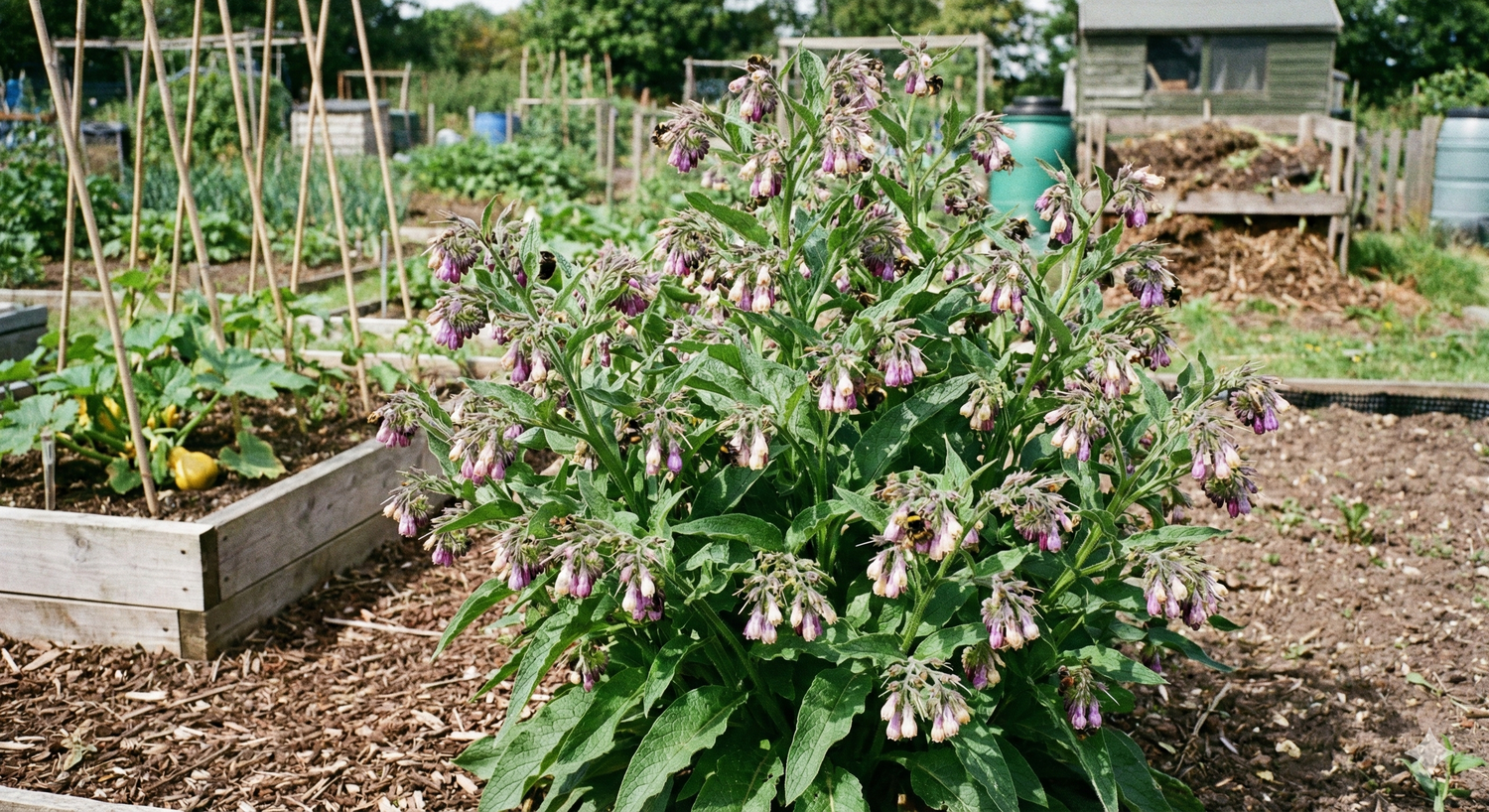 Comfrey