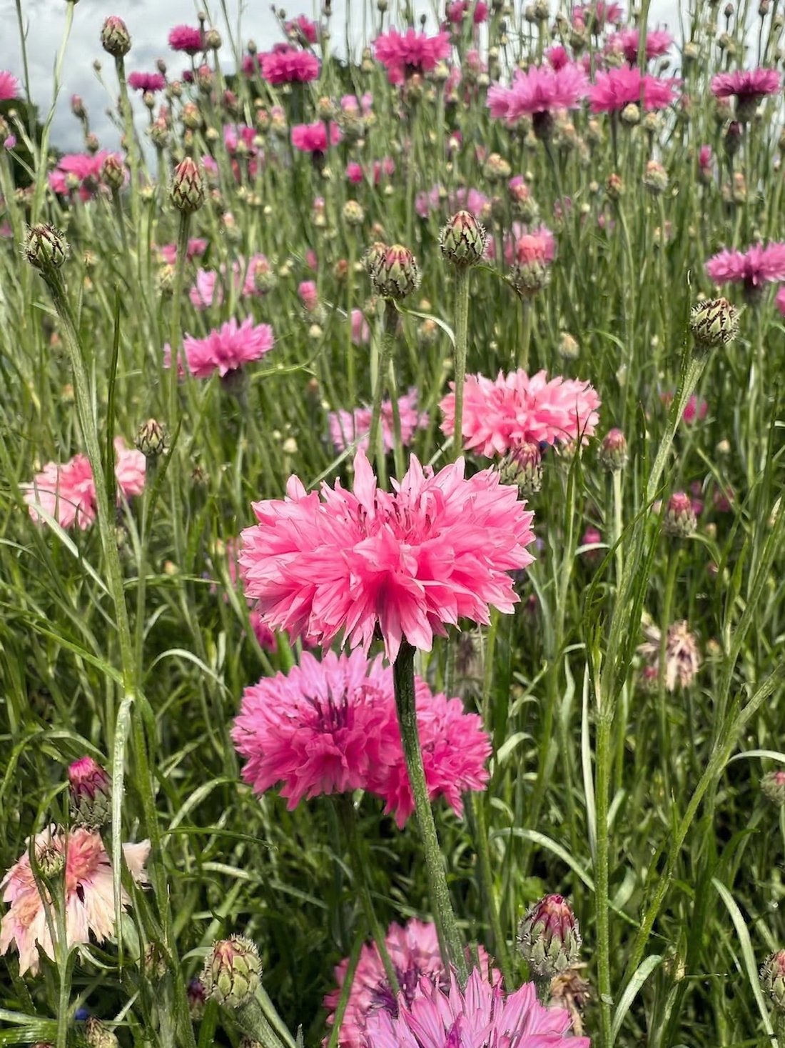 A field of tall green stems displays lush clusters of vibrant Cornflower Pink Ball blooms by Bishy Barnabees Cottage Garden Ltd, perfect for cut-and-come-again flowers, and evokes the timeless charm of a cottage garden.