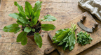 Sorrel French Green De Belleville (Rumex acetosa) – plant and chopped leaves with a curved herb knife