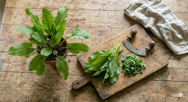 A Sorrel French Green De Belleville plant from Bishy Barnabees Cottage Garden Ltd sits on a rustic wooden table with fresh leaves—some whole, some chopped with a curved herb knife—next to a beige cloth in the upper right corner.