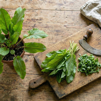 A Sorrel French Green De Belleville plant from Bishy Barnabees Cottage Garden Ltd sits on a rustic wooden table with fresh leaves—some whole, some chopped with a curved herb knife—next to a beige cloth in the upper right corner.