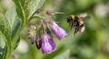 Comfrey (Symphytum officinale) – bumblebee by purple bell-shaped flowers