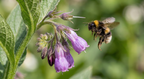 Comfrey (Symphytum officinale) – bumblebee by purple bell-shaped flowers