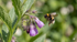 Bee hovering near a purple flower with green leaves on a blurred natural background