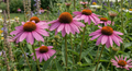 Several Echinacea Bravado plants by Bishy Barnabees Cottage Garden display rosy-purple blooms with orange-brown centers among lush green leaves, brightening the vibrant garden with more flowers and foliage in the background.
