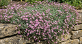Gypsophila Rosea (Gypsophila repens) – mound of small pink flowers spilling over a stone wall