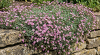 Gypsophila Rosea (Gypsophila repens) – mound of small pink flowers spilling over a stone wall