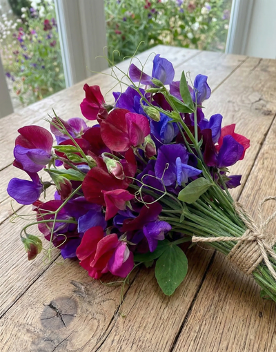 A bouquet of Bishy Barnabees Cottage Garden’s Sweet Pea Old Spice Starry Night, featuring red and purple heat-tolerant blooms with green stems and tendrils, tied with twine, sits on a rustic wooden table by a garden-view window.