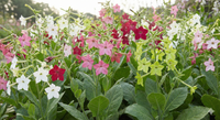 Create a vibrant garden bed with Nicotiana Sensation Mixed seeds by Bishy Barnabees Cottage Garden—enjoy fragrant star-shaped flowers in white, pink, red, and light green amid lush foliage, perfect for evening gardens.