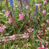 Close-up of Gaura 'Pink Bouquet' wildflowers blooming in a garden. Seeds from Bishy Barnabees Cottage Garden, this drought-tolerant plant is surrounded by blurred purple, blue, and white flowers, green foliage, and wooden borders.