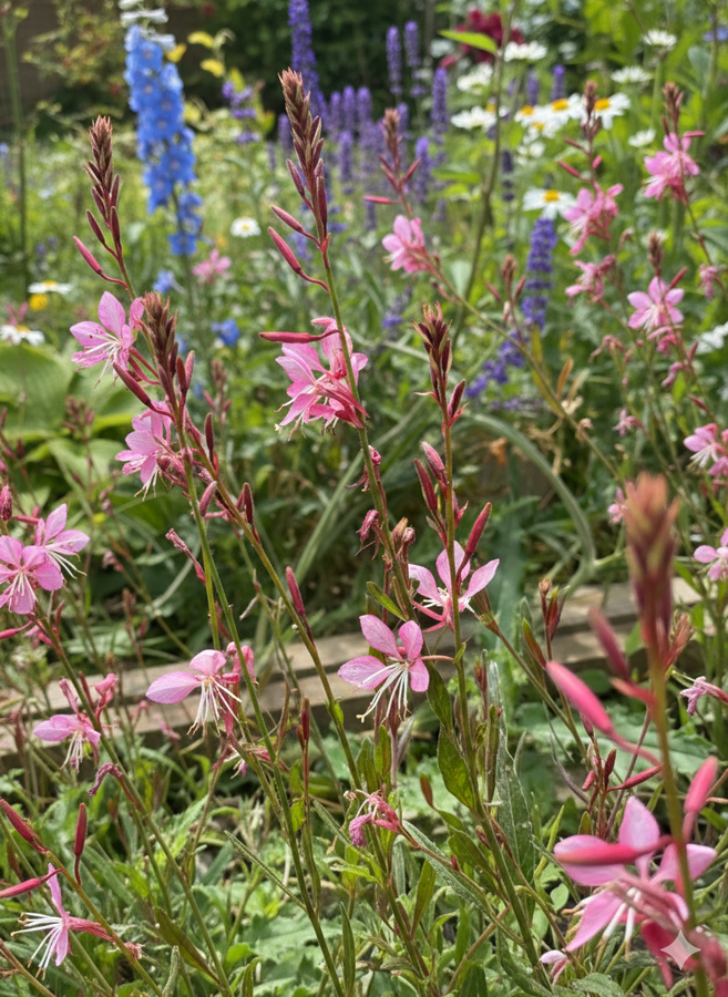 Close-up of Gaura 'Pink Bouquet' wildflowers blooming in a garden. Seeds from Bishy Barnabees Cottage Garden, this drought-tolerant plant is surrounded by blurred purple, blue, and white flowers, green foliage, and wooden borders.