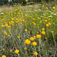 Craspedia Drumstick by Bishy Barnabees Cottage Garden features yellow, round blooms on tall stems, ideal for dried flower arrangements. The flowers stand among green grass and white wildflowers with trees in the background.