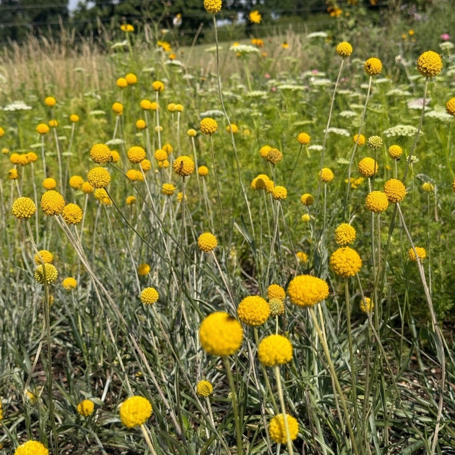 Craspedia Drumstick by Bishy Barnabees Cottage Garden features yellow, round blooms on tall stems, ideal for dried flower arrangements. The flowers stand among green grass and white wildflowers with trees in the background.