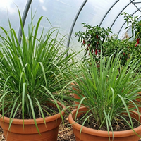 Lemon Grass East Indian plants from Bishy Barnabees Cottage Garden Ltd grow in terracotta pots in a greenhouse, with red pepper plants in the background and a floor covered with wood chips.