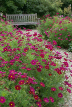 Gravel path through a garden of crimson Cosmos Sensation Dazzler leading to a bench