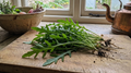 Rocket Wild – bunch of freshly harvested leaves with roots on a wooden board in a kitchen