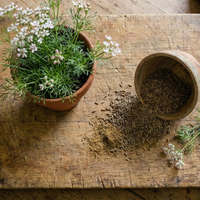 A rustic board holds a potted herb with white flowers and a tipped cup spilling Bishy Barnabees Cottage Garden Ltd Cumin, known for its earthy, nutty flavour, all resting on linen atop a weathered wood surface.