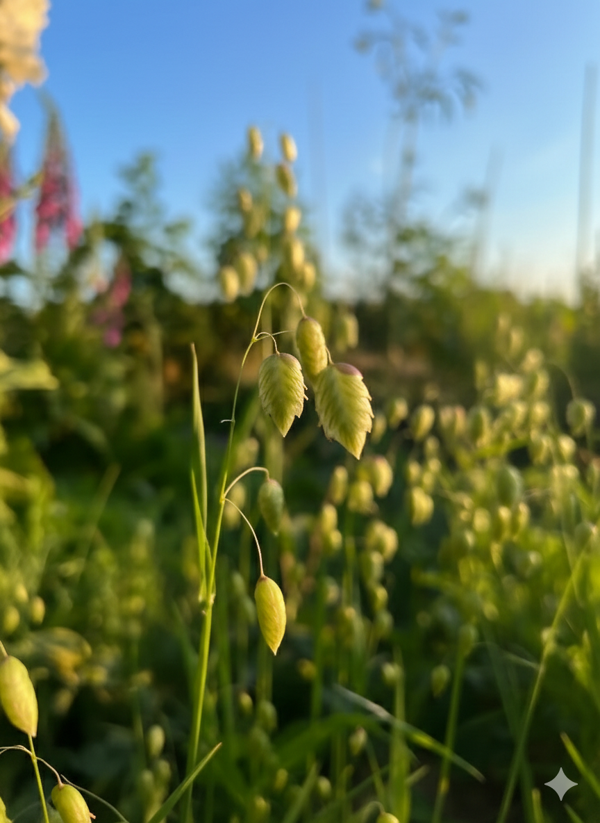 Close-up of Briza Maxima - Quaking Grass by Bishy Barnabees Cottage Garden Ltd, showing delicate oval seeds lit by golden sunlight against a blurred green meadow with hints of blue sky.