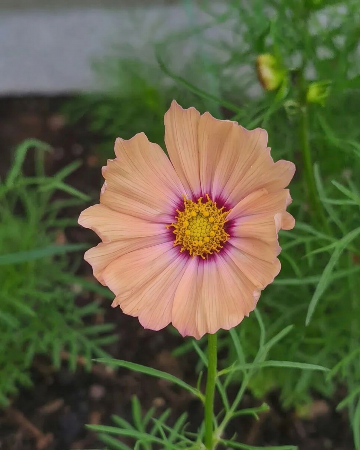 A single Cosmos Apricotta flower by Bishy Barnabees Cottage Garden shows peach petals with a yellow, purple, and pink center set against lush green foliage, perfect for brightening any cutting patch.