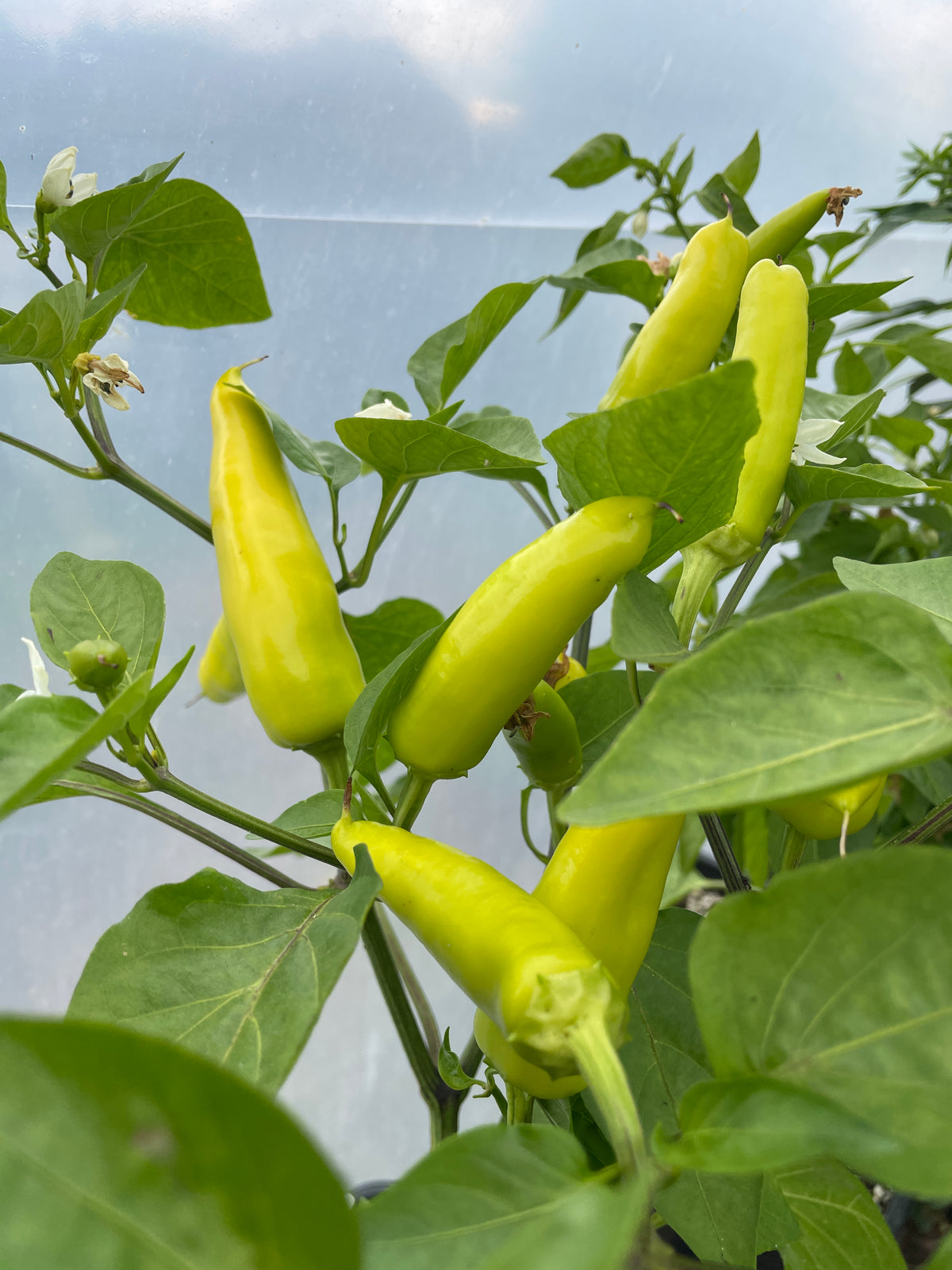 Hungarian Hot Wax Chilli