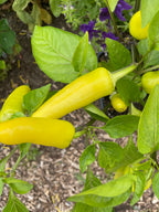 Hungarian Hot Wax Chilli