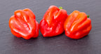 Habanero Red Chilli (Capsicum chinense) – three glossy red pods on slate