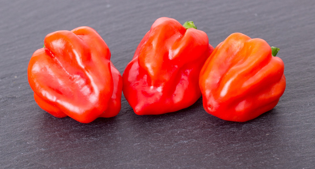 Habanero Red Chilli (Capsicum chinense) – three glossy red pods on slate