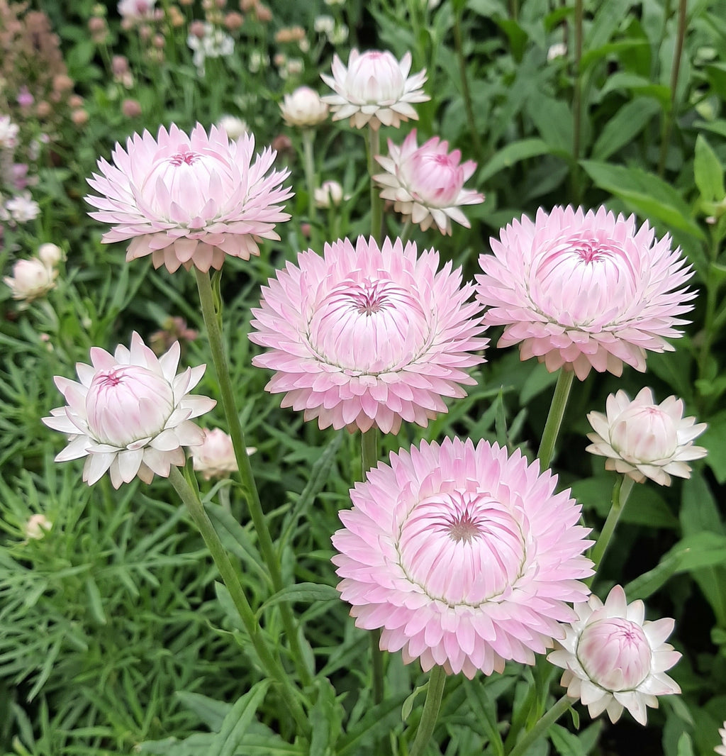 Strawflower Silvery Rose (Xerochrysum bracteatum) – pale silvery-pink papery blooms
