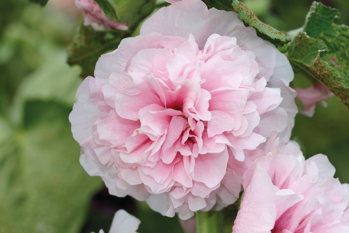 Hollyhock Appleblossom