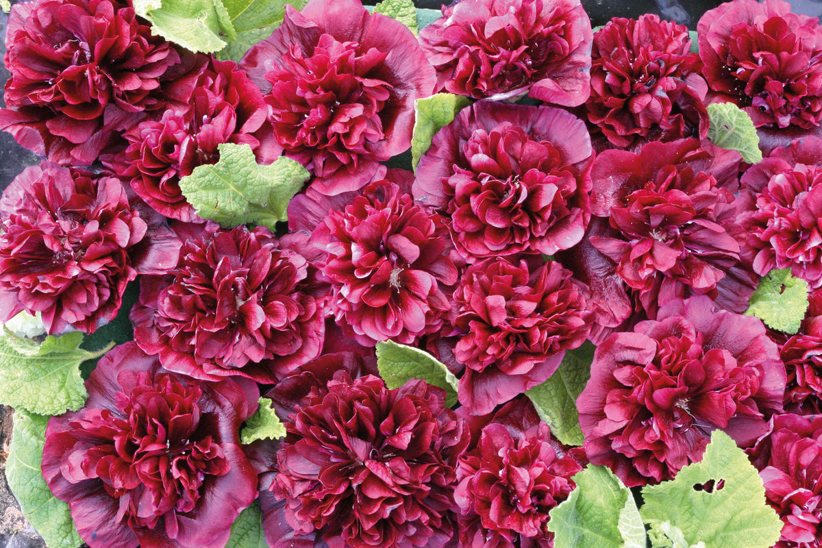 Hollyhock Blackberry