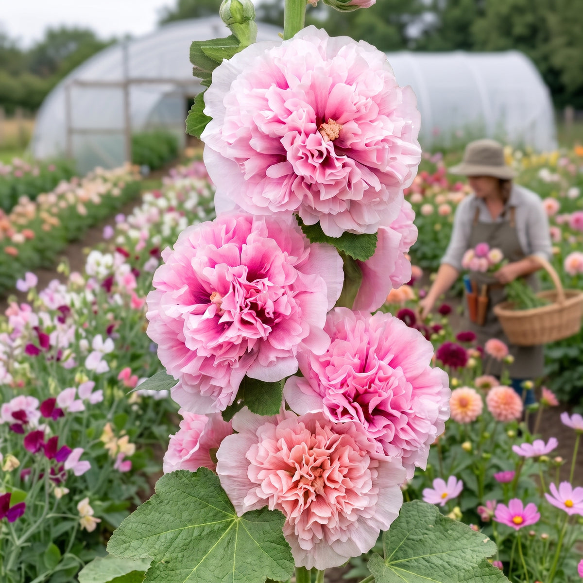 Hollyhock Appleblossom