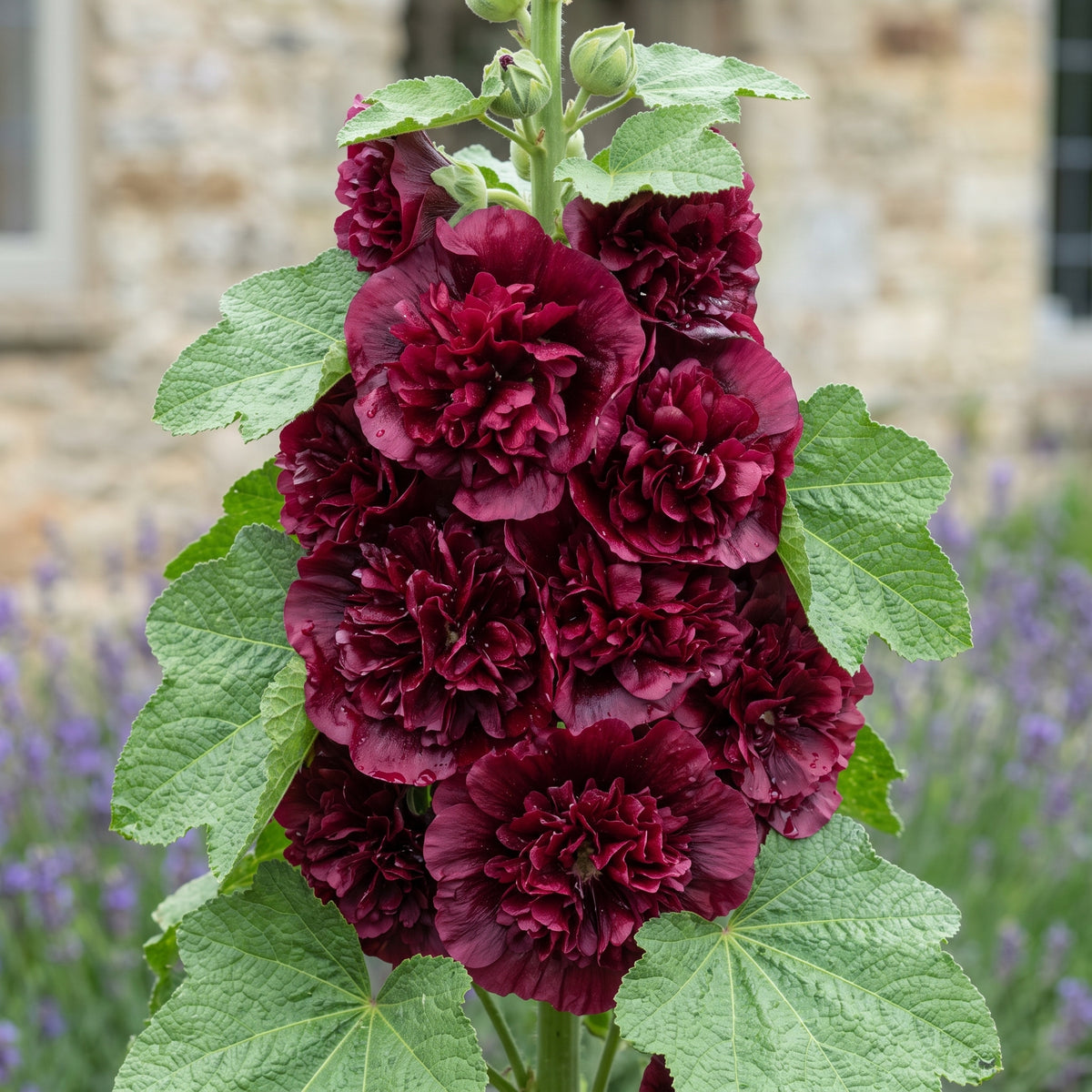 Hollyhock Blackberry