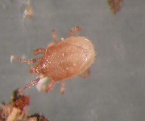 Hypoaspis Mites (Stratiolaelaps scimitus) | Fungus Gnat Predator