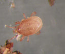 Hypoaspis Mites (Stratiolaelaps scimitus) | Fungus Gnat Predator