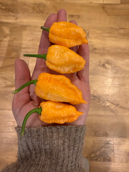 Hand holding four vibrant pink reaper chilli peppers against a wooden background.