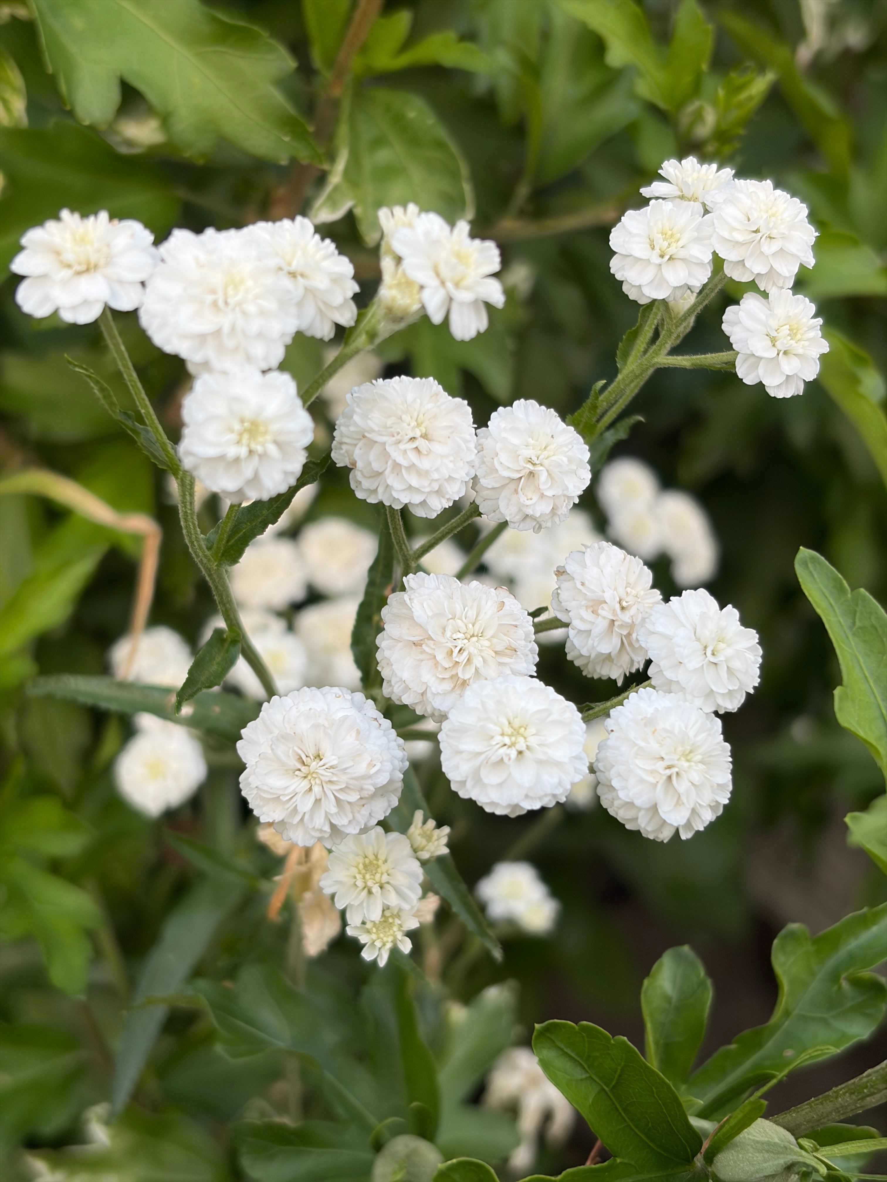 Achillea Marshmallow