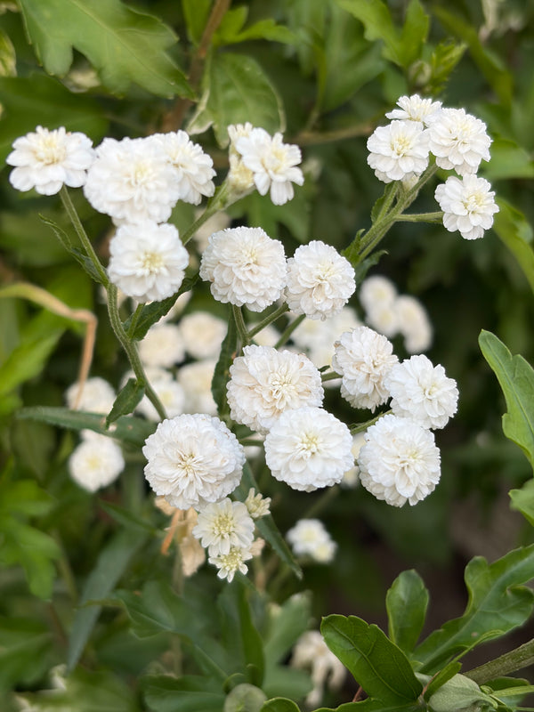 Achillea Marshmallow